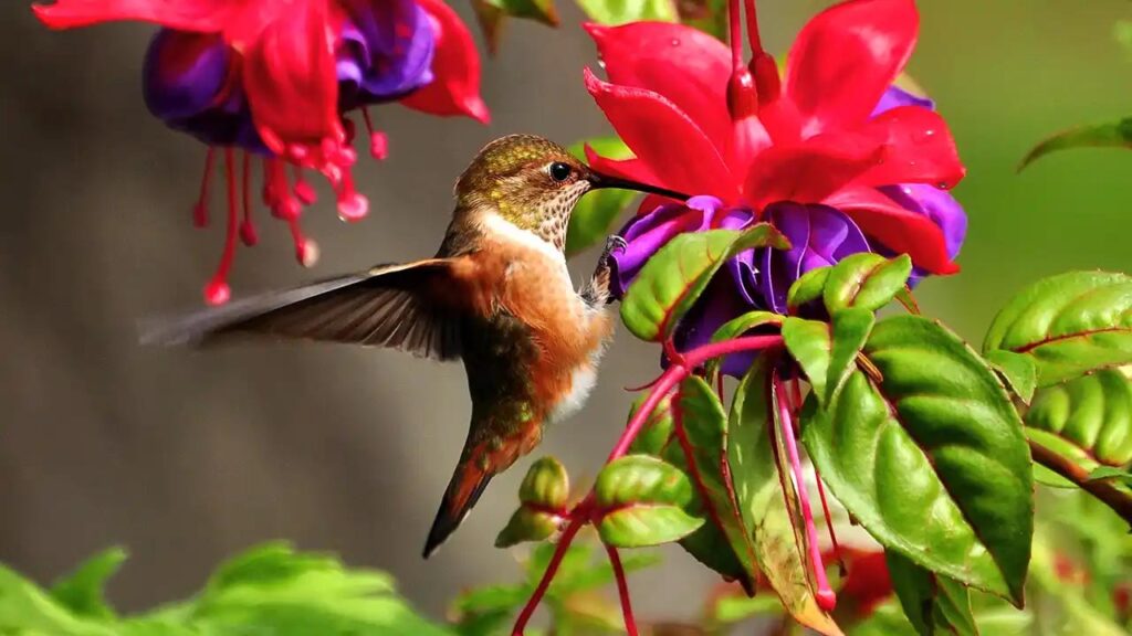 Photo montrant un colibri en vol en train de butiner une fleur de couleur rouge