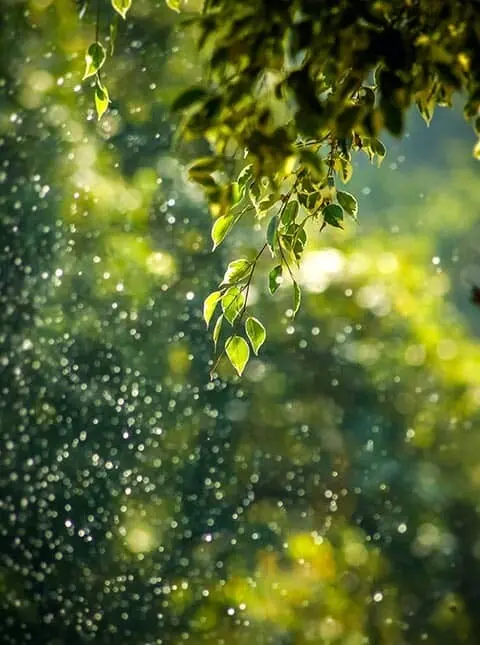 Photo montrant une branche d'arbre avec des feuilles bien vertes en contrejour et